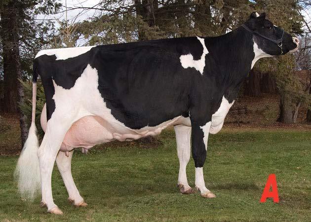 Holstein Cows In placing this class of Holstein aged cows D-C-B-A, D uses her advantage in udder to place over the long-framed C.