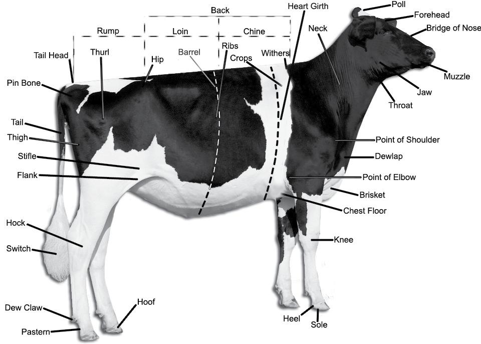 Back: straight and strong; Loin: broad, strong and nearly level; slight arch preferred. Front End: adequate constitution with front legs straight, wide apart and squarely placed.