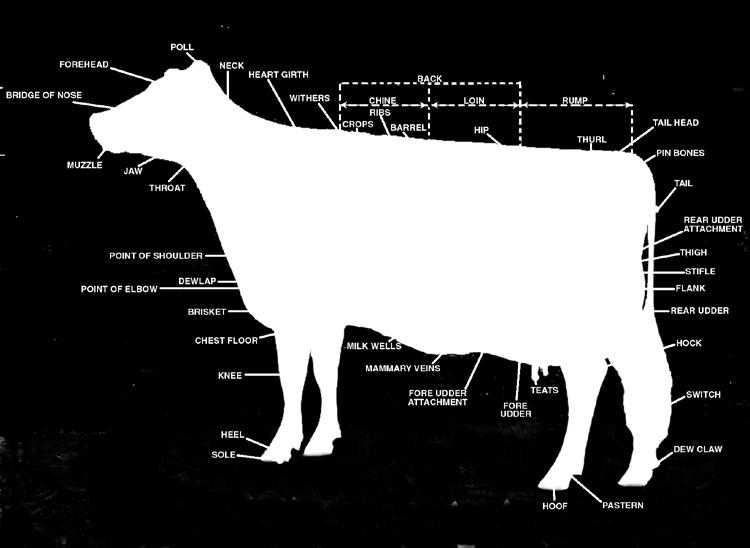 1) Frame - 15% The skeletal parts of the cow, with the exception of rear feet and legs.