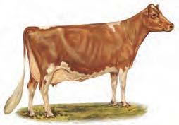 Ayrshire Strong and robust, showing constitution and vigor, symmetry, style and balance throughout, and characterized by strongly attached, evenly balanced, well-shaped udder.