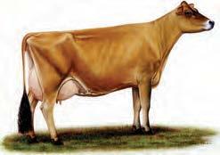 SIZE- a mature cow in milk should weigh at least 1400 lbs. Guernsey Strenth and balance, with quality and character desired.  alertly carried.