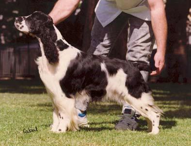 correct ribbing. 4. American dogs have lost a lot of length and finish of foreface, while the dogs in other countries have retained the lovely long, deep muzzles that both standards require.