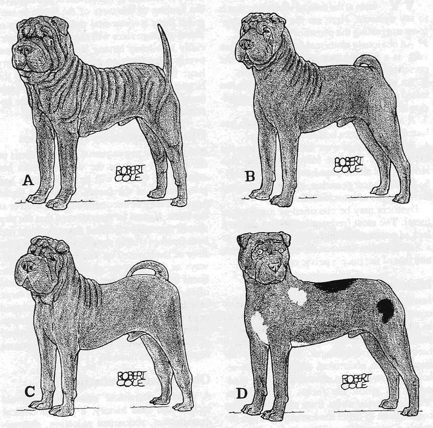 YOU BE THE JUDGE By Robert Cole From Dogs in Canada, April 1988 THE CHINESE SHAR-PEI One of these four Chinese Shar-Pei is intended to represent a sound, 55 pound, 20 inch tall, typical male (females