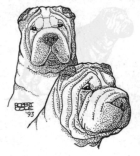 First let s discuss the cause of this Shar-Pei s lack of angulation at stifle and hock.