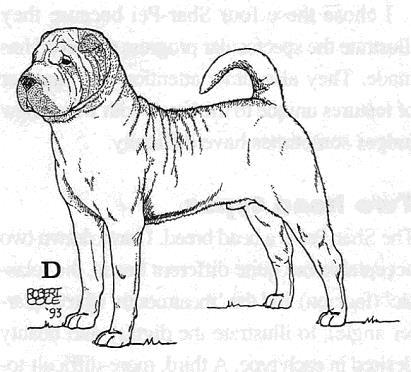 ; the British standard specifies a short neck). Nor is the decision between Dogs A and B for third and fourth place easy. Dog A has too much loose skin.
