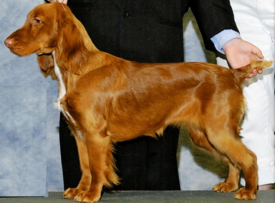 This is a color that you may see. It appears to be a recessive red. It is a color found in spaniels and was in the Field Spaniel standard until 1990.