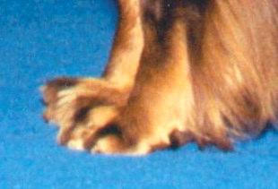 Feet face forward and are large, rounded, and webbed with strong, well arched relatively tight toes and thick pads.