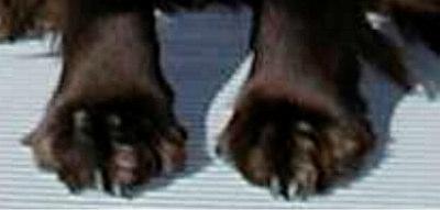 The feet are hairy and the soft hair should be left between the toes when the dog