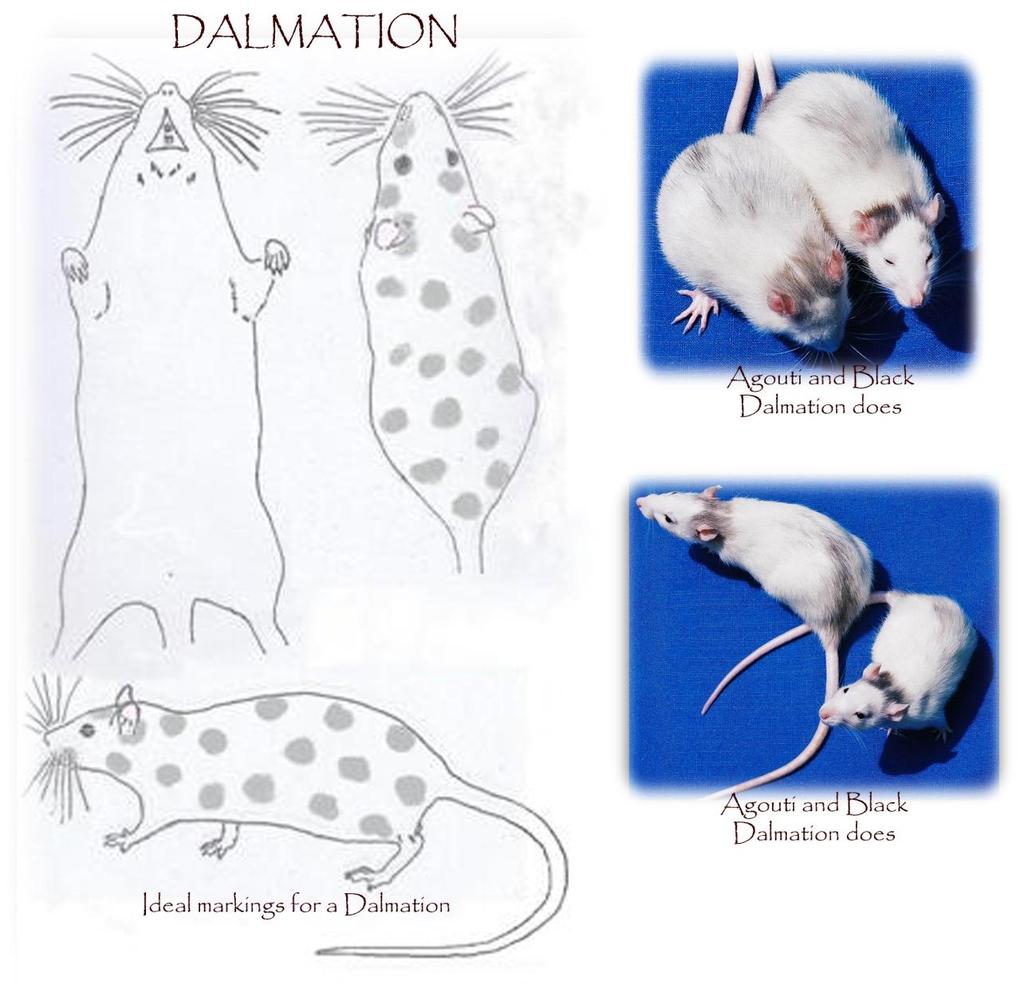 DALMATION History of the marking in the fancy: Dalmation originated in the USA in 1986 when the first Dalmation buck named Badger was bred by Joy Ely (Royer & Robbins, 2012).