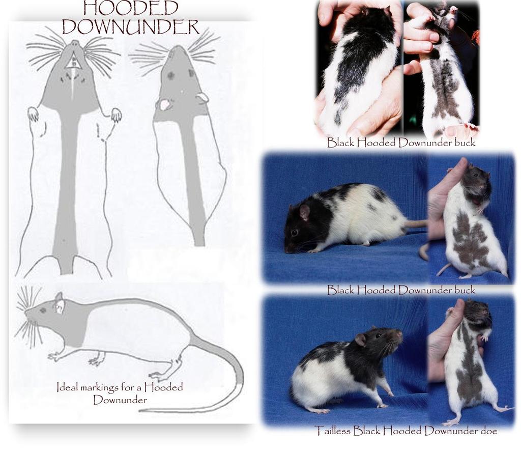 HOODED DOWNUNDER History of the marking in the fancy: Downunder rats originally came from Australia where they were discovered amongst hairless breeding stock in 1999.