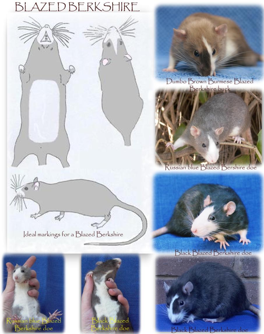 OTHER GENES RECESSIVE BLAZED AND HEAD SPOTTED RATS History of the marking in the fancy: I did not find any specific information on where fancy recessive blazed rats came from, but if one look in the