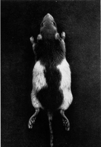 To complicate matters even more, there is also a hood modifier gene which lengthens or shortens the stripe on the hooded rat s back (Stolc, 1984).