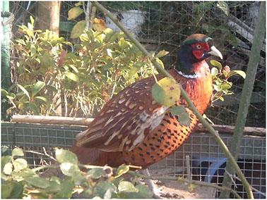 It measured about 6 x 3 metres and housed a Lady Amherst, a Gold pheasant and a Ringneck pheasant males only to prevent fighting.