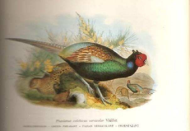 I keep them in an open aviary together with Spotted doves. These pheasants must also be ringed.