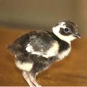 Tenebrosus Pheasant Below: My first Tenebrosus chicks, at one-day old.
