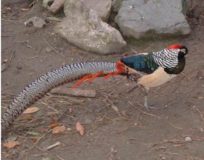 Left: This fault is commonly seen: a Lady Amherst Pheasant that shows some hybridisation with a Golden Pheasant.