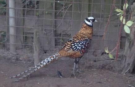 Reeves Pheasant This spectacular pheasant with its very long tail is endemic to central China. The male s long tail feathers have been used for ornamental purposes for thousands of years.