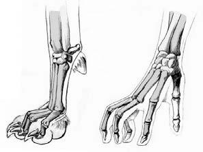 The forearm ends at the carpus, which is the equivalent of a human s wrist.