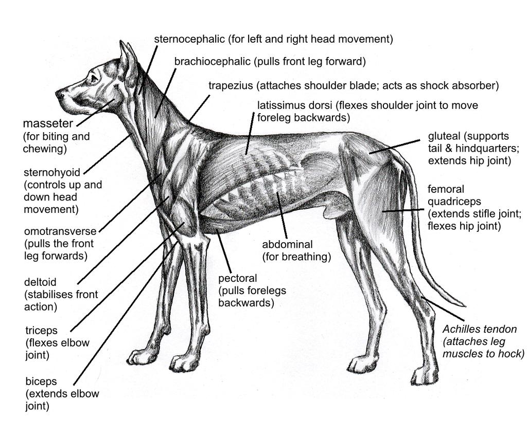 ANATOMY The word anatomy is a scientific term that refers to the inner structure of the dog, comprising the muscles, skeleton and vital organs.