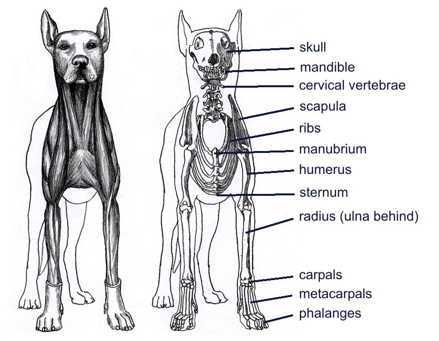 The forequarters Approximately 60% of the weight of most dogs is supported by the forequarters, which acts as a shock absorber as it absorbs the impact from the ground and co-ordinates with the drive