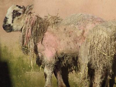 Handling of sheep with extensive scab lesions may precipitate seizure behaviour.