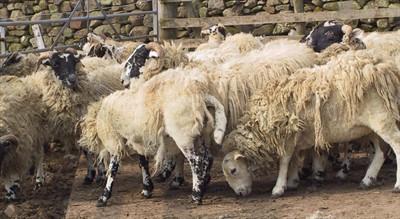 10: As the disease progresses, wool is lost and the skin becomes thickened and covered with