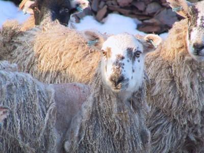 Plunge dipping in organophosphorus sheep dips Plunge dips containing dimpylate (active substance) kill scab mites within 24 hours and provided that sheep are correctly plunge dipped affords residual