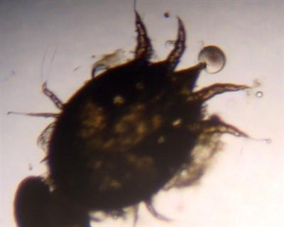 14: Veterinary confirmation of Psoroptes ovis infestation is essential to ensure a correct diagnosis and treatment. Fig. 15: Psoroptes ovis mite under the microscope.