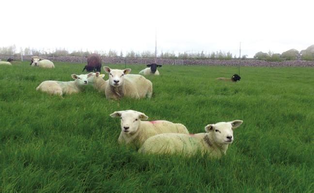 Animal and Grassland Research and Innovation Programme Products licensed for control of