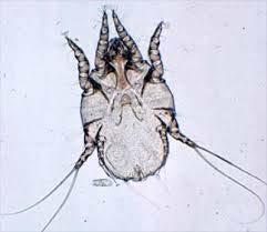 Mites Disease caused by mite infection is known as mange Chorioptes bovis is the most common mite Observed most frequently in housed cattle, particularly dairy animals.