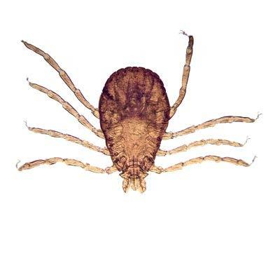 Tick Treatment In the UK there is no product licenced for treating ticks in cattle A Veterinary