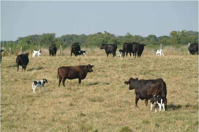 Extension Parasite Control Requires an Integrated Approach Clean Pastures Fecal