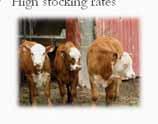 Stocking density Grass height > 4 Residual biomass 5 Risks for Helminths Young cattle: stockers Pastured or grazing cattle Moist spring-summer Intensively rotated High stocking rates Lower Risk for