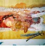 Has the lamb died from OTHER causes? Picture evidence examples (if Yes) No Yes 13 Is there infection around the navel?