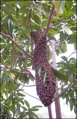 Splits are man s way of working with nature to create new colonies and prevent swarms Typical swarms older queen goes with swarm which is full of honey Brood, honey, and pollen stays behind.