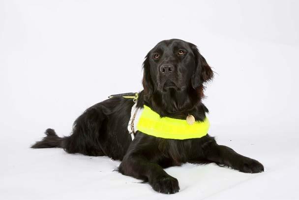 Introduction Guide Dogs is the largest breeder and trainer of working dogs in the world.