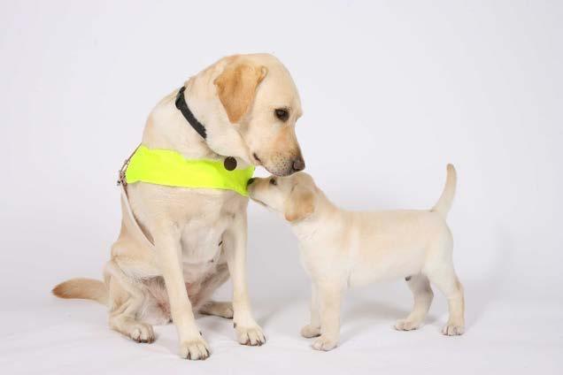 Qualification rate Nearly 70% of puppies bred by Guide Dogs successfully become working guide dogs