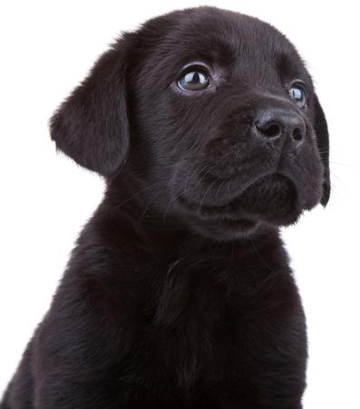 Guide Dogs Puppy Development and Advice
