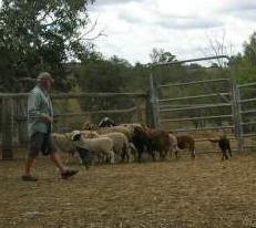 HERDING WORKSHOP - PROSTON by Mal Holland Where the hell is Proston?
