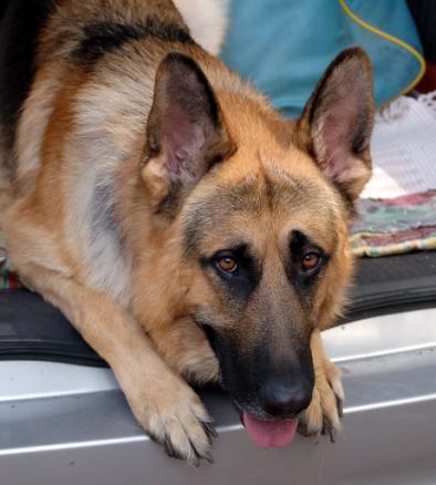 10 Things you didn t know about..german SHEPHERD DOGS. By Sheila Fielder and her many dogs, mainly Randal. Q1: What is your dog s kennel and/or call names? Aust.Ch. Damauren Lord O The Isle, CD, B.S.Class 1, Graded Excellent.