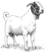 Goat can eat roughages (hays) concentrate (grains). Name the four different compartments of the stomach of goat. DID YOU KNOW: Goats do not have teeth in their upper front jaw.