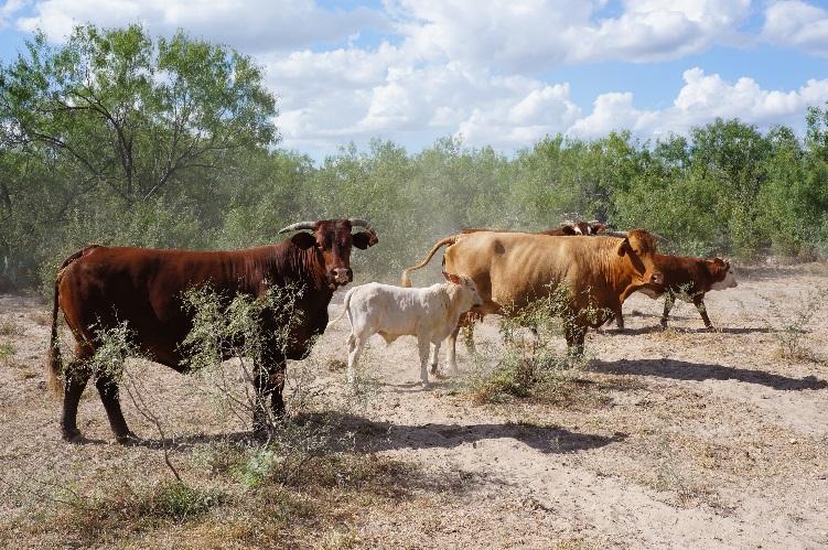 location in US Depends on management on individual herd Cow-calf vs.