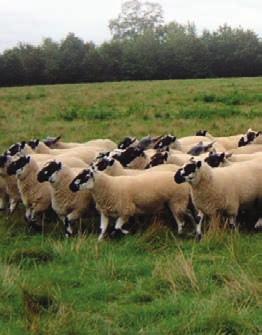 Focus on Maternal Performance The number of lambs reared and sold has a major impact on flock profitability. Selective breeding can be used to produce more productive ewes.