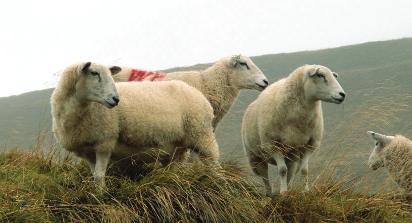 Breeding Indexes EBVs aid the selection of breeding stock for specific traits.