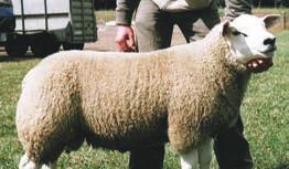 Accuracy Values An EBV predicts the breeding merit of a ram for a specific trait.