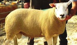 Accuracy values range between 0% and 100% and indicate the likelihood of an EBV or Index changing (up or down) over time. Ram Lamb EBV Accuracy Scan weight 5.0 78% Muscle Depth 3.2 67% Fat Depth 0.