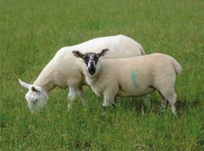 Exploiting Hybrid Vigour Producers breeding their own female replacements need to consider whether these are to be purebred or crossbred.