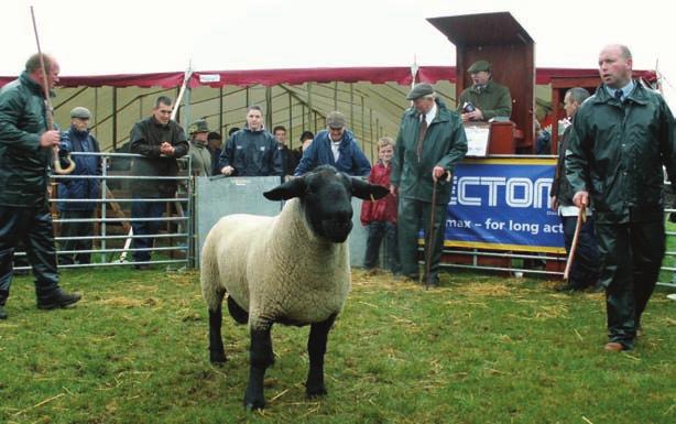 Buying a Recorded Ram Advantages of buying at auction Catalogues containing EBVs are often available prior to sale Wider selection of recorded rams on display Competitive bidding When buying at