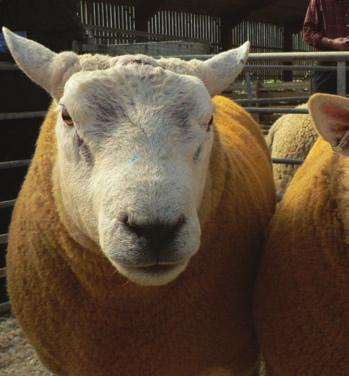 Introduction Contents Introduction This booklet aims to provide the reader with an understanding of how to select rams on performance figures.