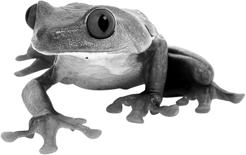 Amphibians Amphibians are cold-blooded vertebrates that live part of their lives in water and part on land. Amphibians eggs are laid in water and they are born there.